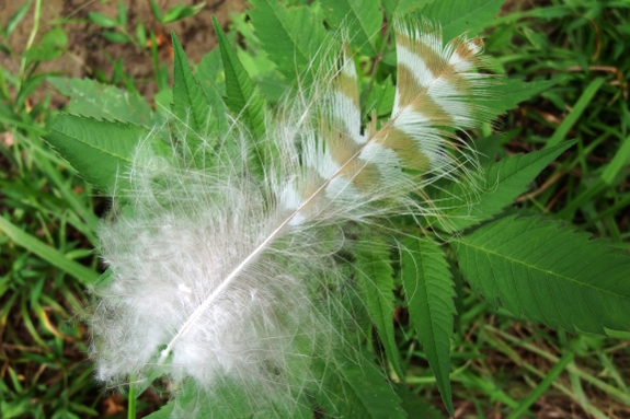 Owl feather