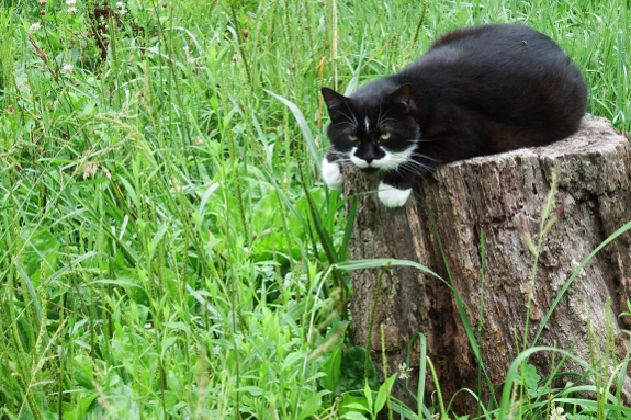 Cat on a log