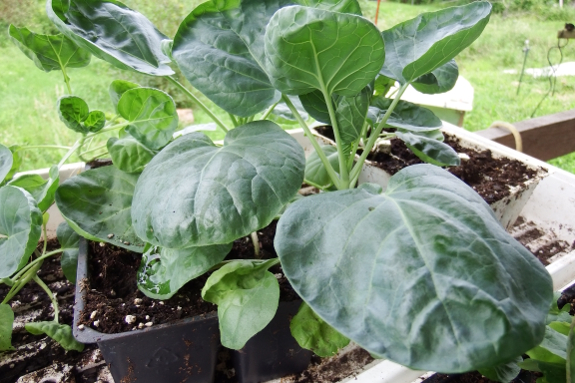 Brussels sprout seedling