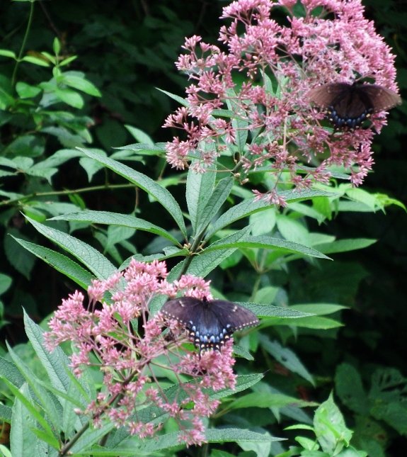 Joe Pye Weed