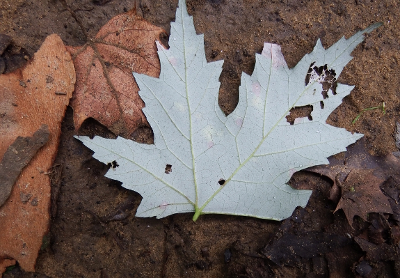 Silver maple leaf