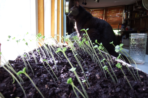 Kale cat