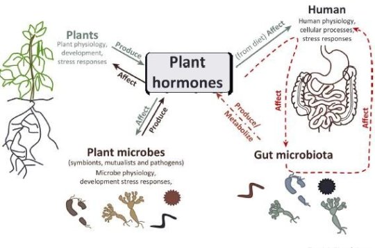 Plant hormones