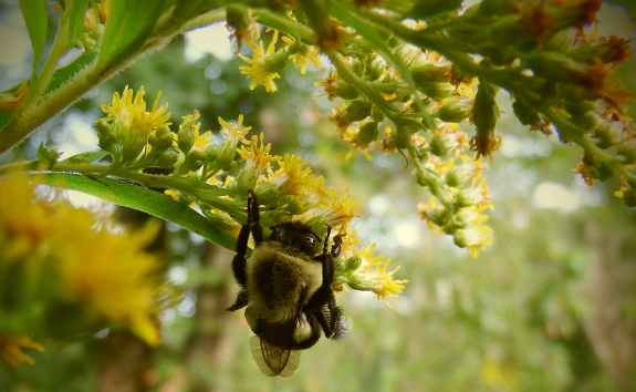 Bumblebee on goldenrod