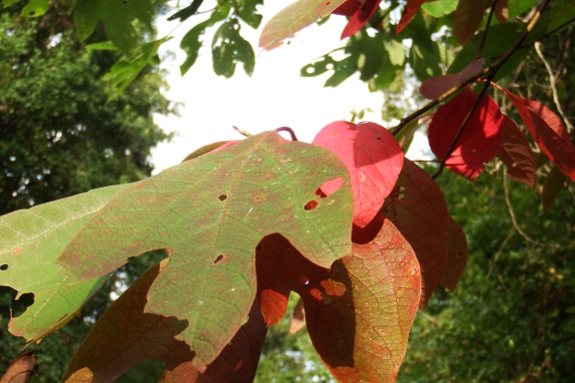 Red sassafras leaves