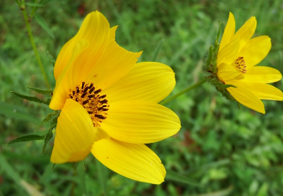 Tickseed sunflowers