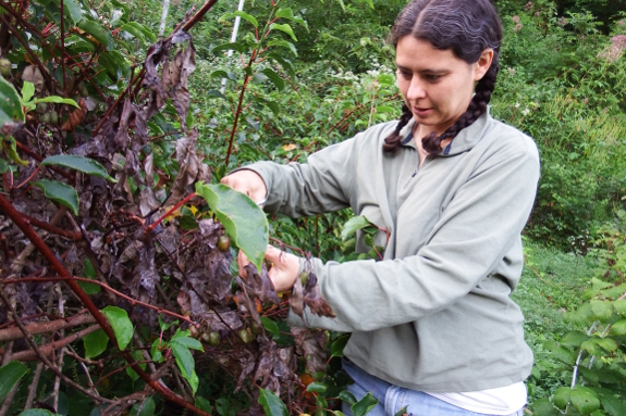 Blighted kiwi vines