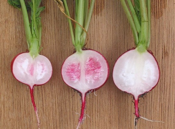Wikipedia image of sliced radish.