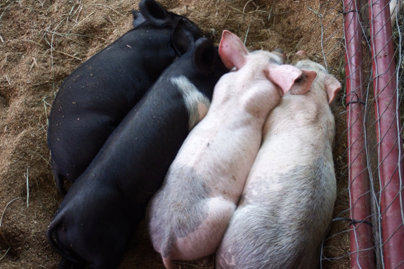 Four piglets