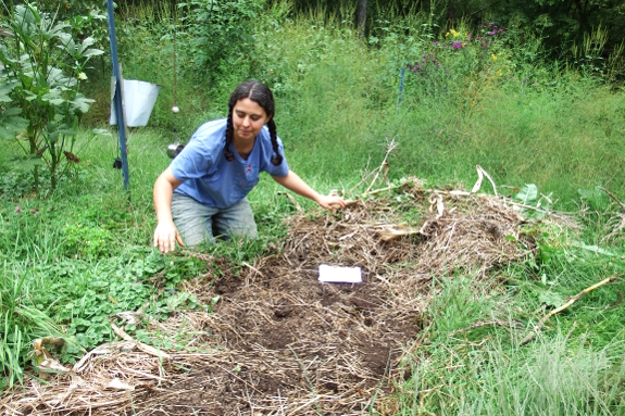 Clearing a lettuce bed