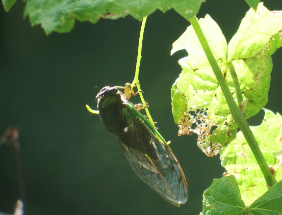 Cicada