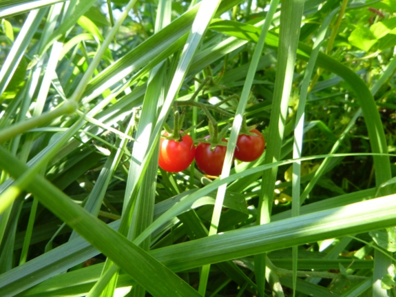 Volunteer tomatos in the weeds.