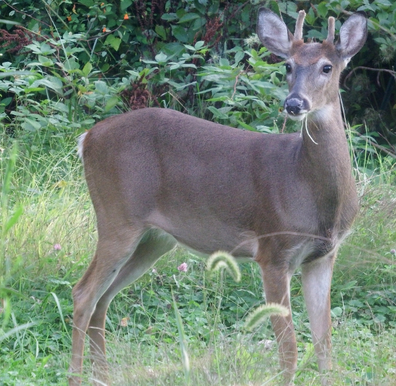 Trophy buck in the making