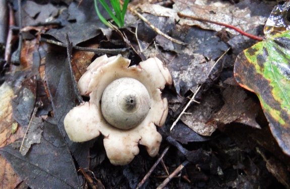 Earth star