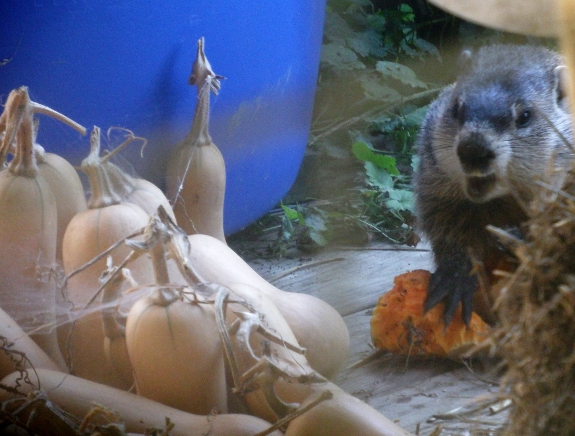 Groundhog eating squash