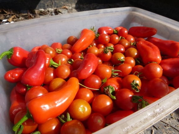 Tomato pepper harvest.