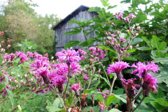 Ironweed in front of the barn