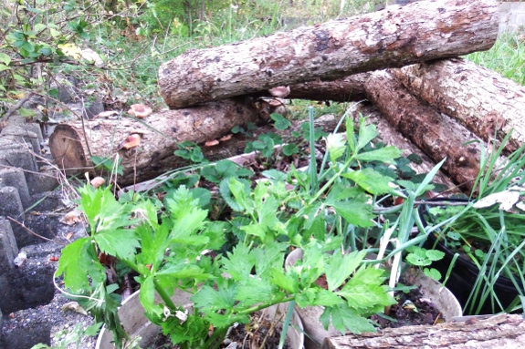 Mushroom log barrier