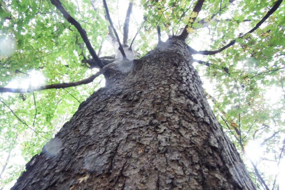 Big, wet tree