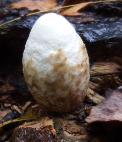 Egg-shaped mushroom