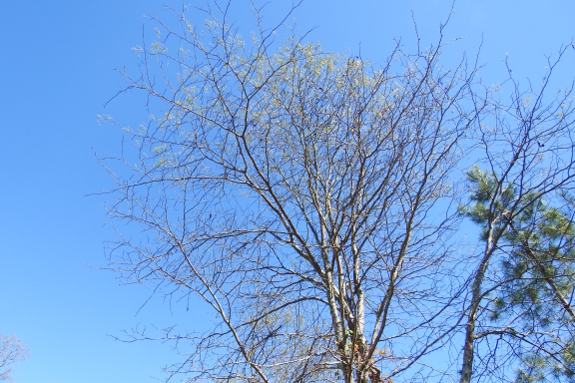 Honey locust canopy