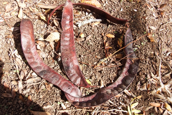 Honey locust pods