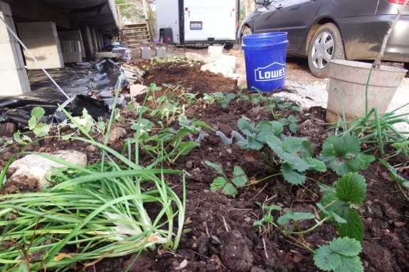 New garden bed