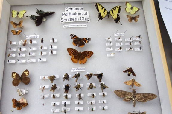 Common pollinators of Ohio