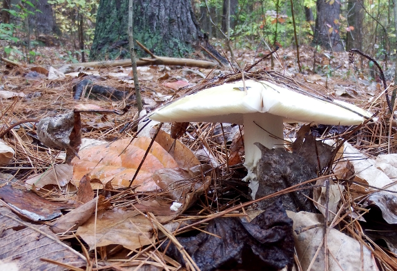 Agaric mushroom