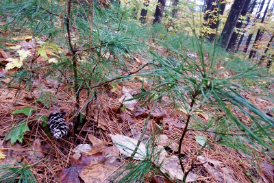 Regenerating white pine