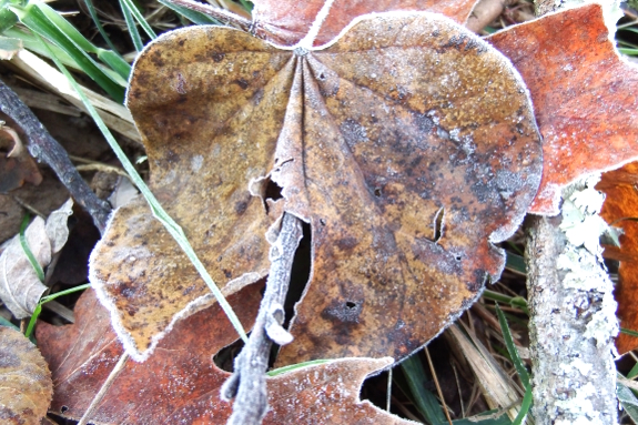 Frosted redbud