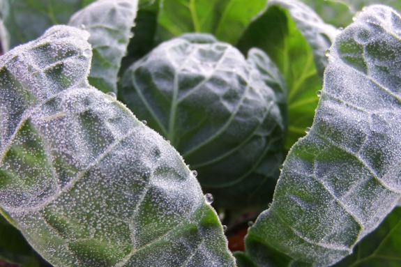 Frost on brussels sprout