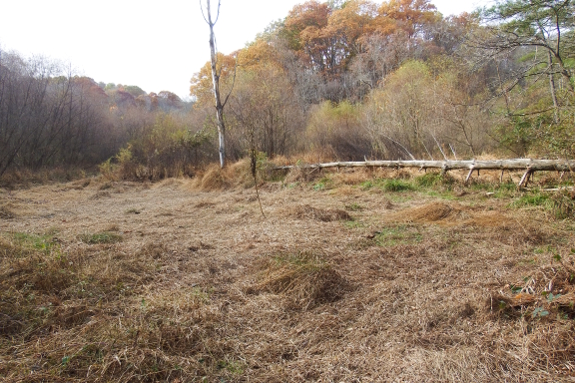 Drained beaver pond