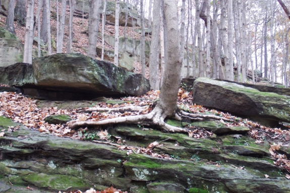 Rocky forest