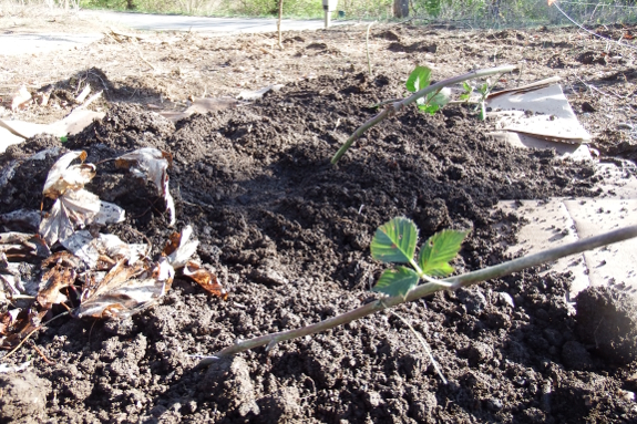 Transplanted blackberries