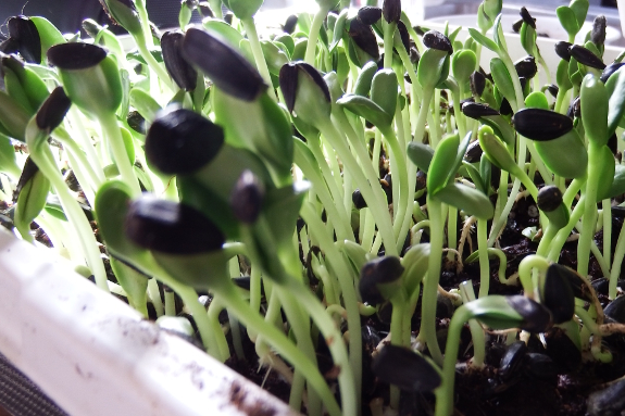 Growing sunflower microgreens