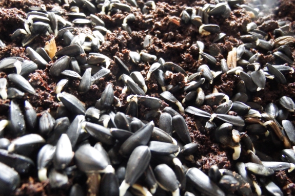 Sprouting sunflower seeds