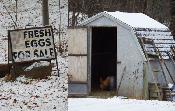 Free range eggs