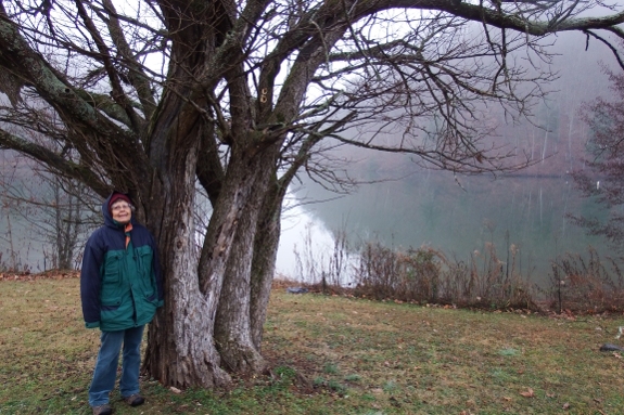 Old mulberry tree