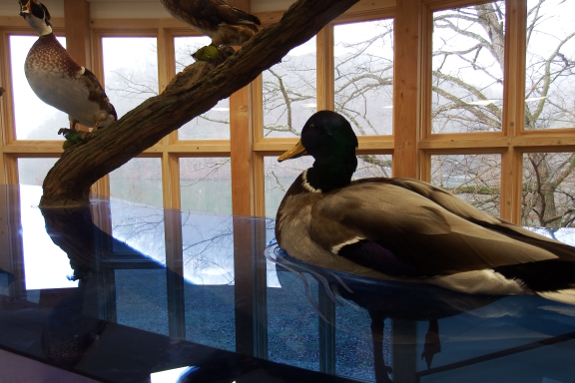 Waterfowl exhibit