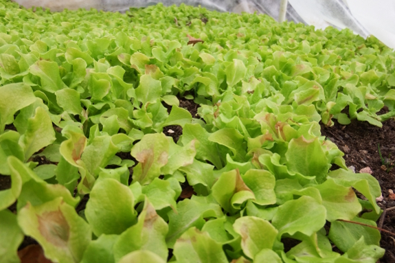 Winter lettuce