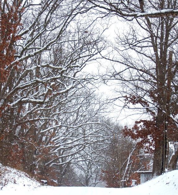 Snowy limbs