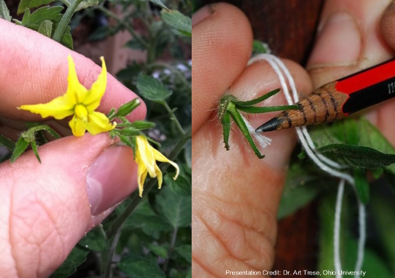 Hybridizing tomatoes