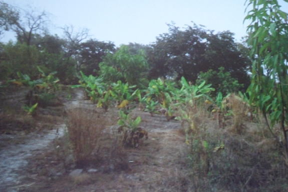 Senegal food forest