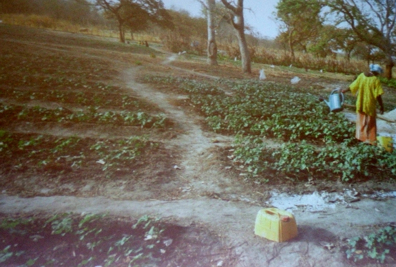 Senegal garden