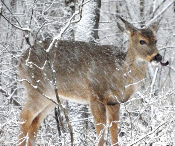 Deer eating honey locust pod