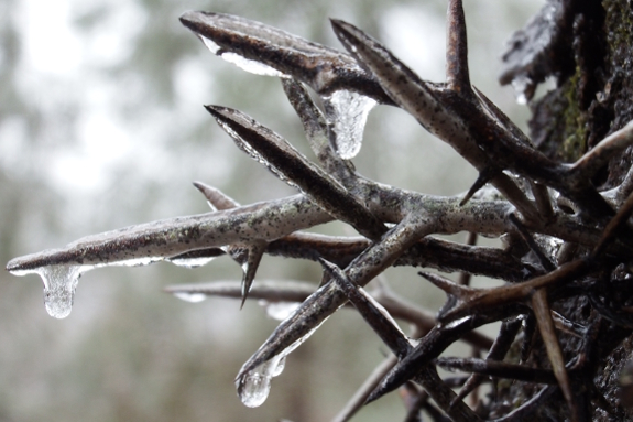 Honey locust rime