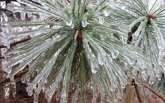 Ice-coated pine needles
