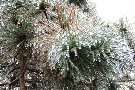 Pine rime