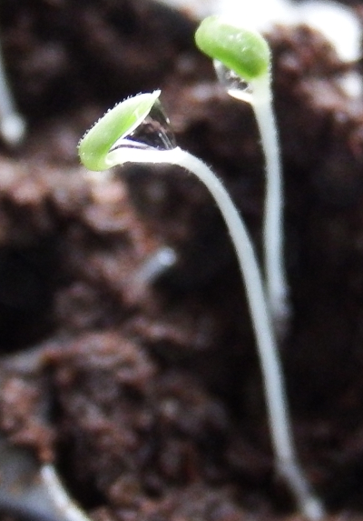 Lettuce seedling